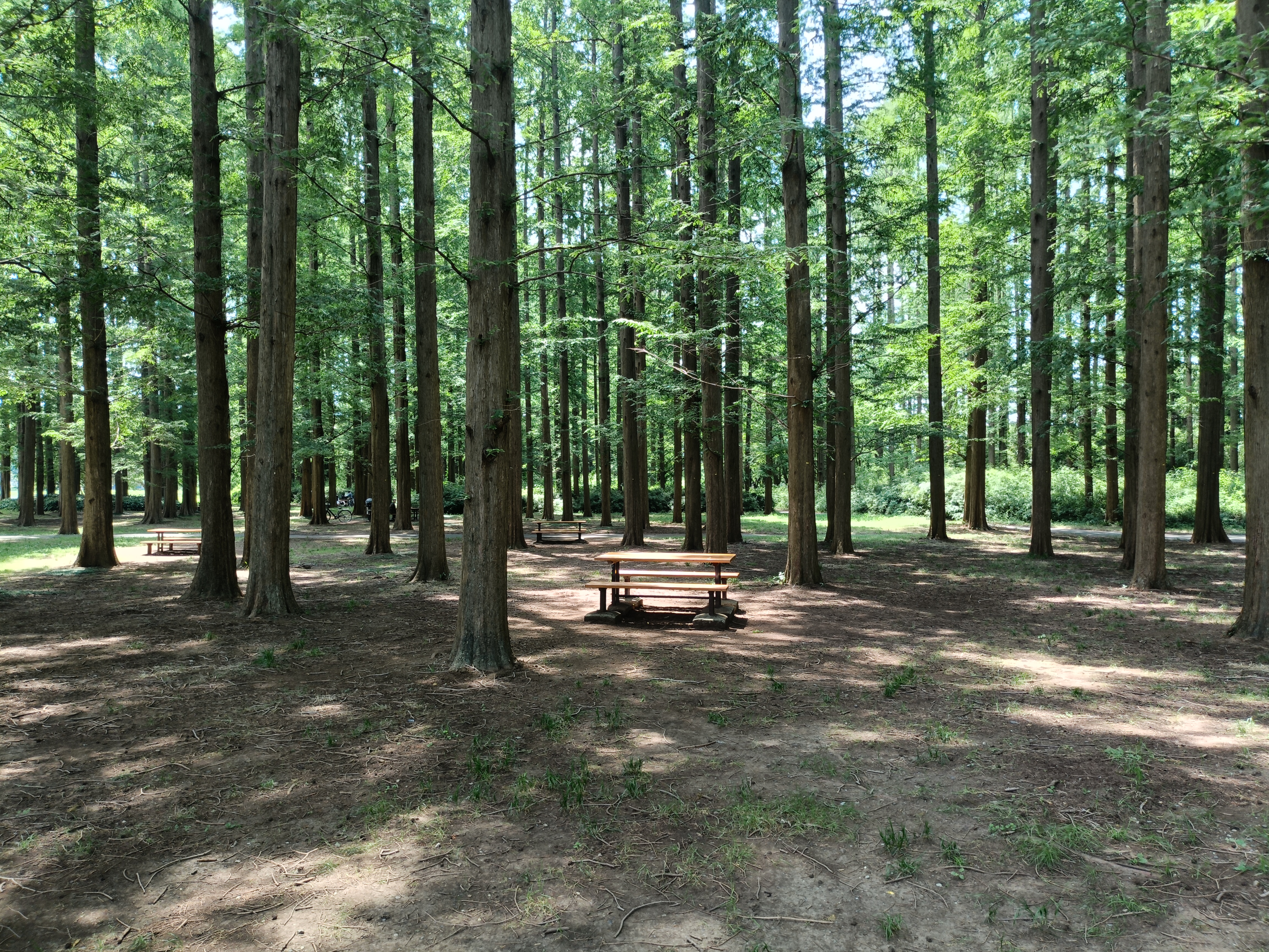 sanuki
